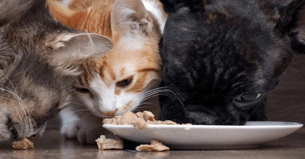 Pet Health Tips
