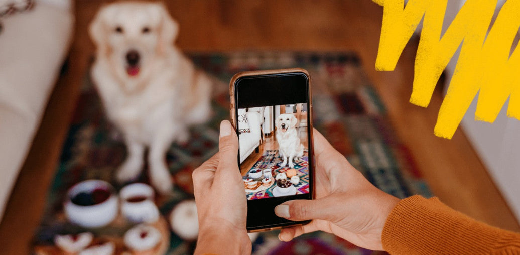 digestive care dog food