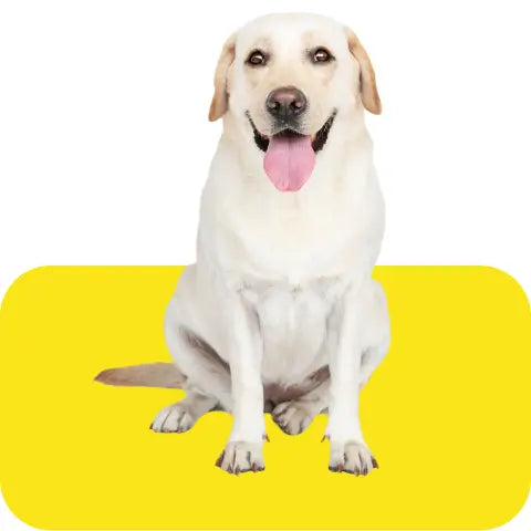 Dry-Dog-Food Intervetclinic