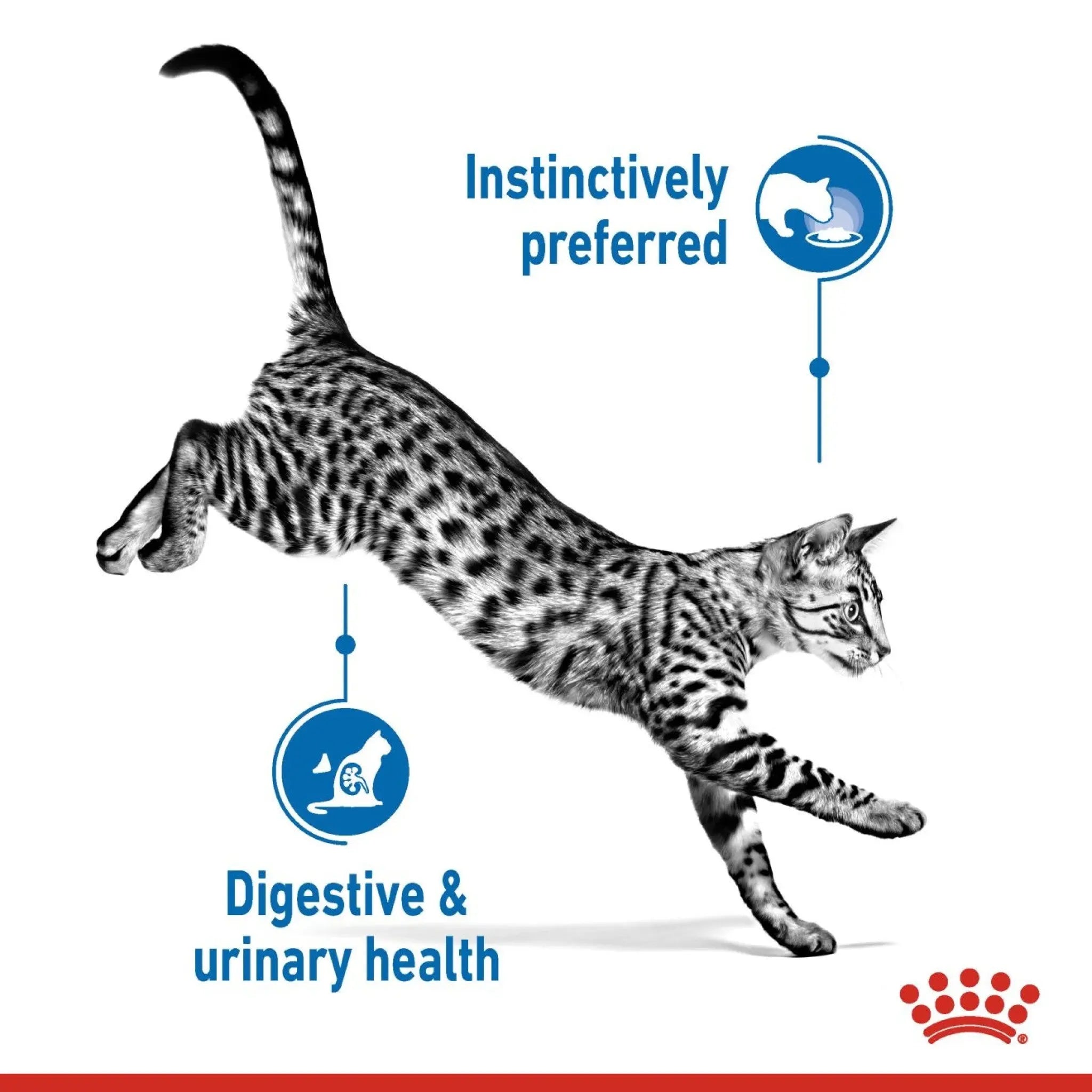 Royal Canin Feline Health Nutrition Indoor Jelly