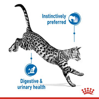 Royal Canin Feline Health Nutrition Indoor Jelly