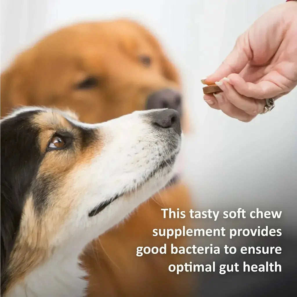 Synergy Labs Veterinary Formula Clinical Care Complete Probiotic 150g Synergy Labs