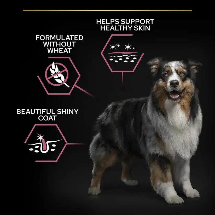 Purina Pro Plan Medium & Large Adult 7+ Age Sensitive Skin Salmon Dry Dog Food Purina Pro Plan