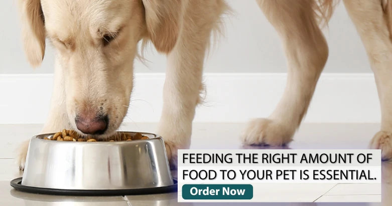 dog_feeding_in_bowl