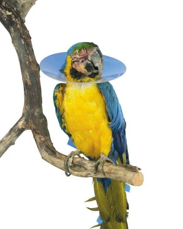 Buster Bird Collar 10/pk Kruuse