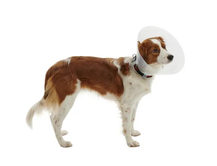 Buster Classic Dog Collar Transparent Kruuse